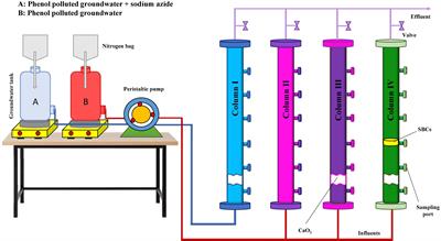 Genome-resolved analyses of oligotrophic groundwater microbial communities along phenol pollution in a continuous-flow biodegradation model system